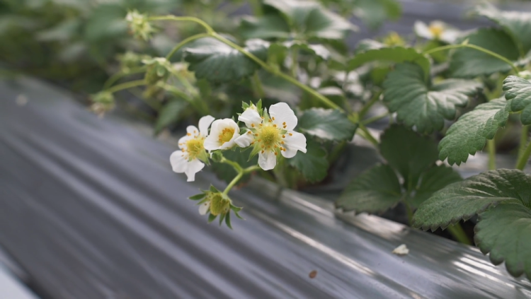 新疆库车：植物工厂让农民变身“科技农人”