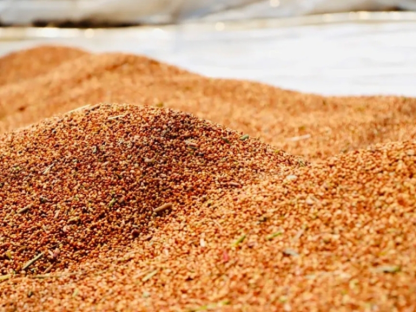 Renhuai Guizhou: 360,000 Mu of Hongyingzi Glutinous Sorghum Ripening One After Another