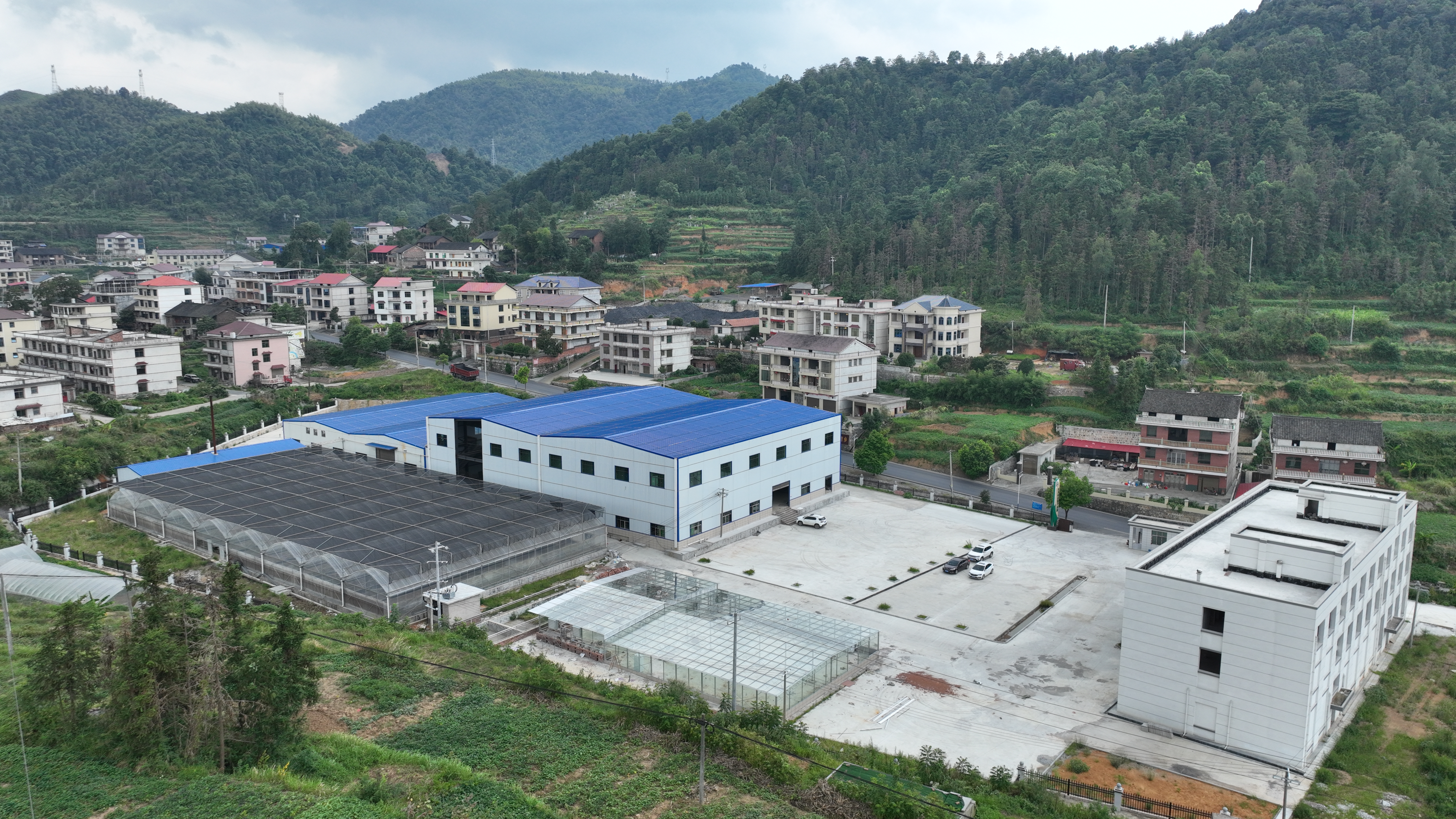 新质生产力在湖南|科技富产业 林下兴“黄金”