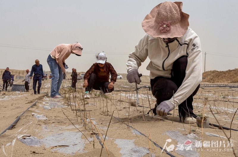 环着沙漠看新疆丨沙生植物种出生态经济双赢