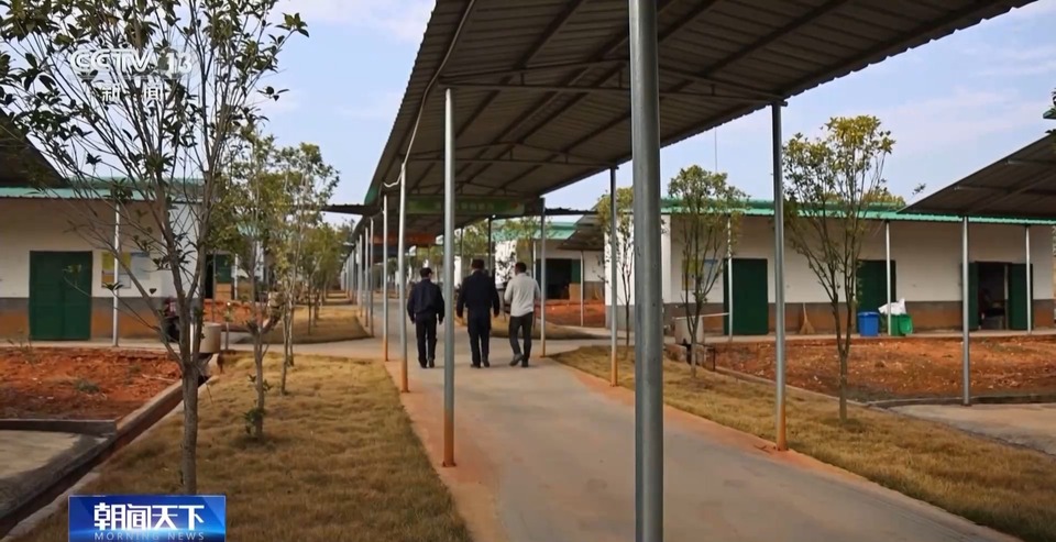 烟花走俏 麻将机大卖……外国人怎么过春节?中国节日“玩法”走向世界