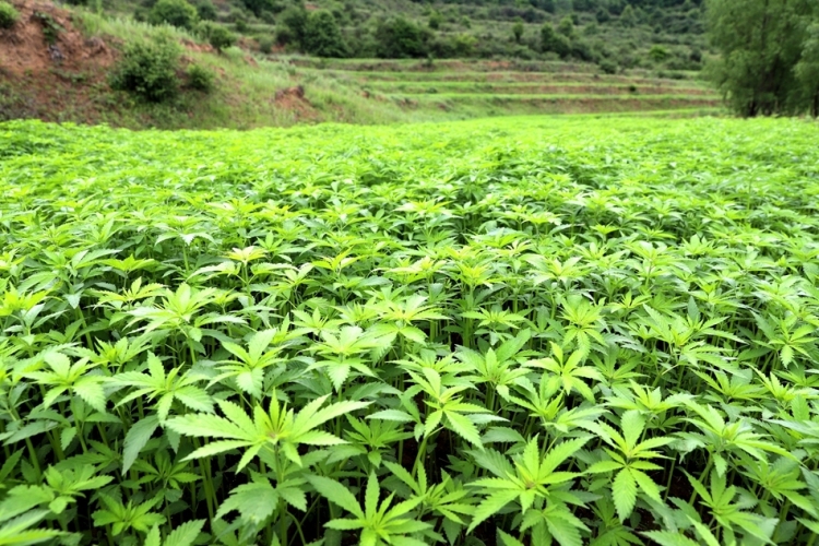 天水清水：千年“汉麻”焕新颜 以麻为媒绘就产业振兴新图景_fororder_2
