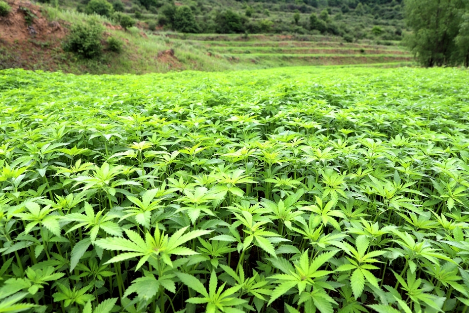 天水清水：千年“汉麻”焕新颜 以麻为媒绘就产业振兴新图景_fororder_2