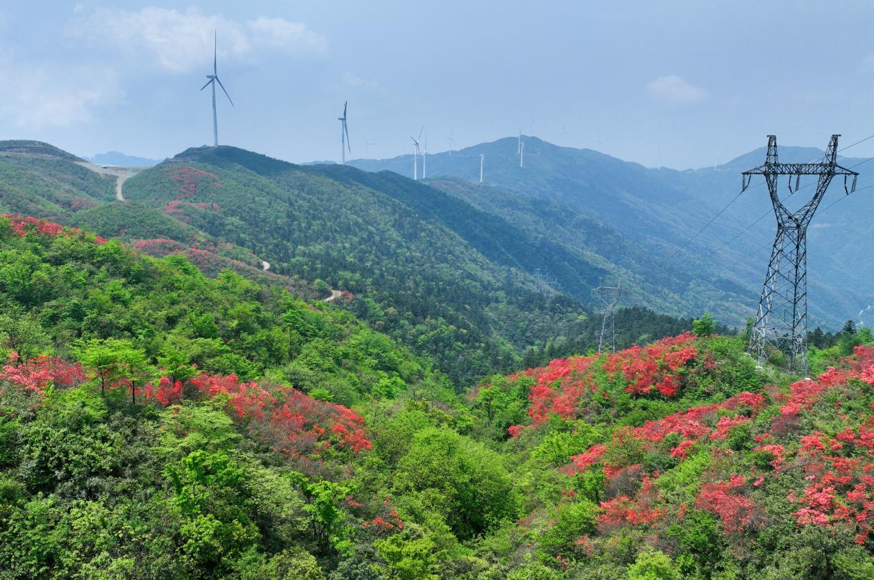 千亩映山红绵延湖南新邵岳坪峰_fororder_图片4
