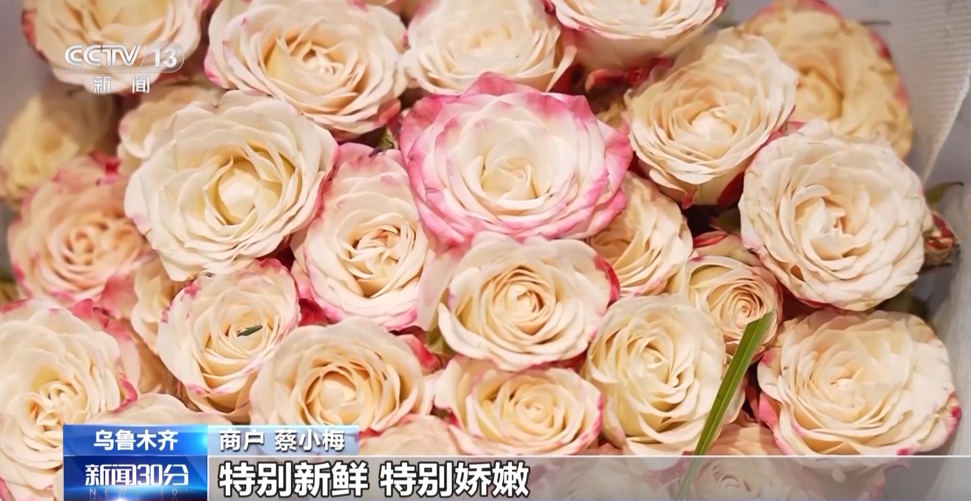 特色年宵花上新 各地畅销品种不同 你选哪一种？