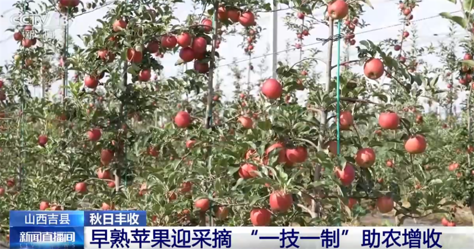 特色产业绘就秋日好“丰”光 果蔬飘香激活乡村振兴“新引擎”