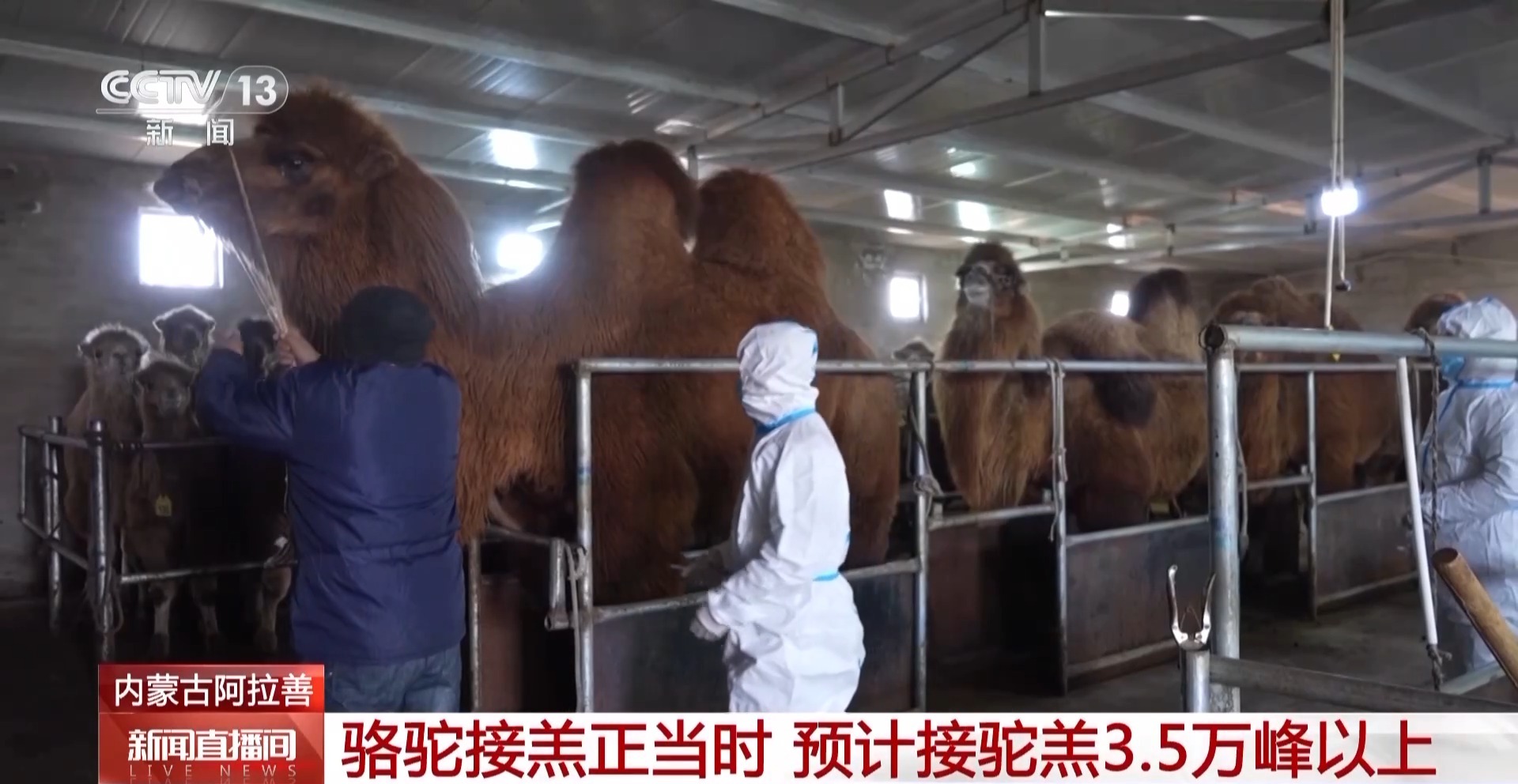 “驼生”第一步 快来围观驼羔摇摇晃晃的日常