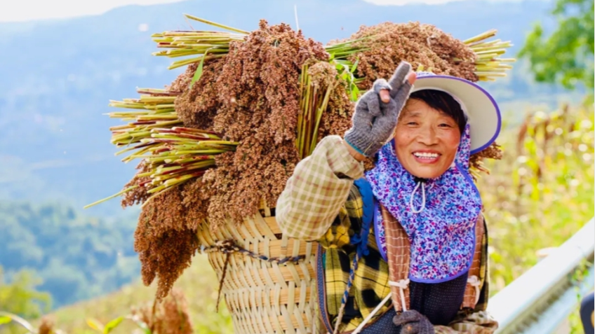 Renhuai Guizhou: 360,000 Mu of Hongyingzi Glutinous Sorghum Ripening One After Another