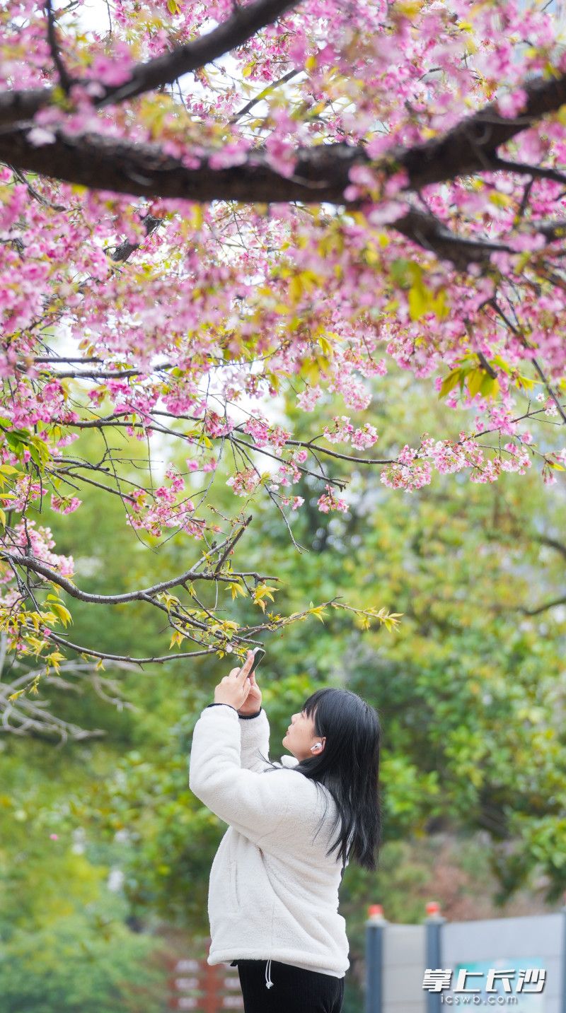 樱花妆点长沙春韵
