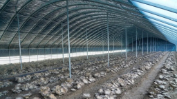 秦安：首茬灵芝菇抢鲜上市 特色菌业拓宽富民路