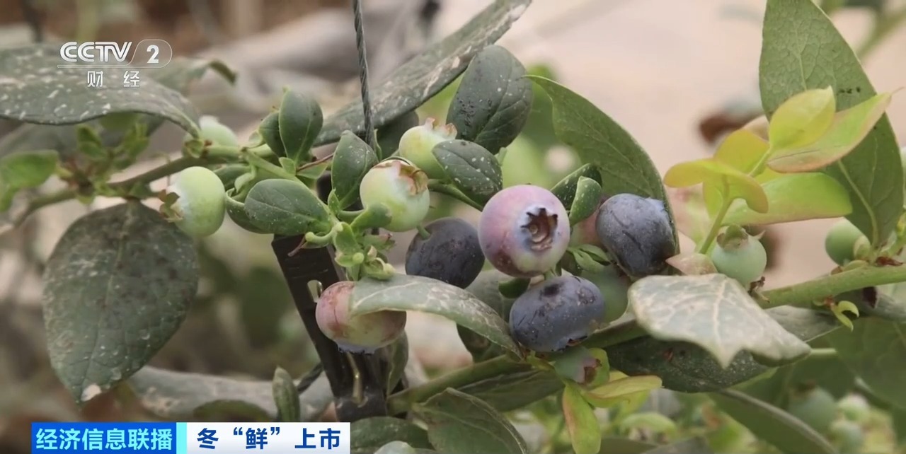 视频丨争“鲜”上市！新疆戈壁种上了草莓、人参果、蓝莓