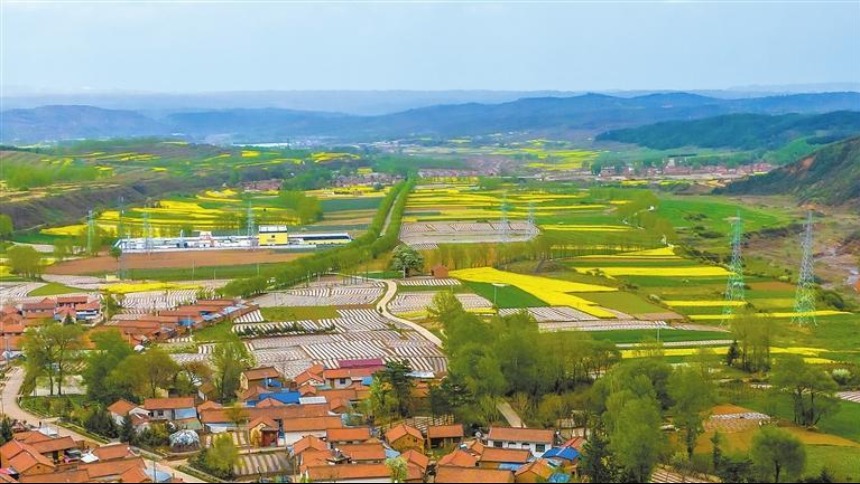 华亭市山寨乡北沟塬成片的油菜花盛放