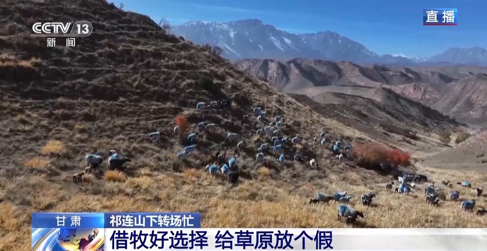 给草原放个假~祁连山20万头牛羊要下山“借牧”啦