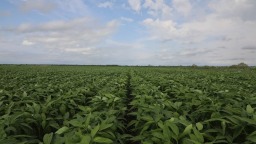 呼伦贝尔：沃野流金五谷丰