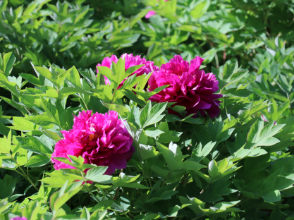 Over 3,000 Peonies in Full Bloom at Donghuan Park, Shijiazhuang
