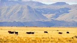 阿根廷与美国签署贸易协定 舆论忧农业受冲击_fororder_20260206151357805