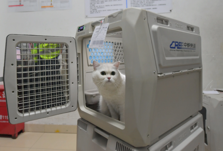 2026年春运今日开启 这些实用信息出行必看