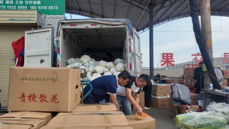 兰州榆中高原夏菜：“甘味”引领全链升级 书写西北振兴答卷_fororder_w