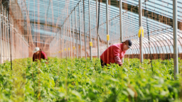 天水清水：设施农业激活乡村振兴新动能