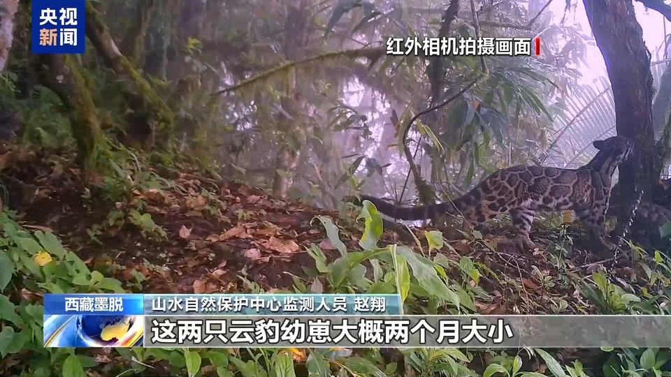 求偶热舞、猛兽撒糖、雨林遛娃……地球频道的动物顶流都在这→