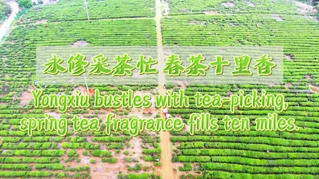 Yongxiu Bustles with Tea Picking as the Fragrance of Spring Tea Drifts for Miles_fororder_微信图片_20260407165155_2136_2