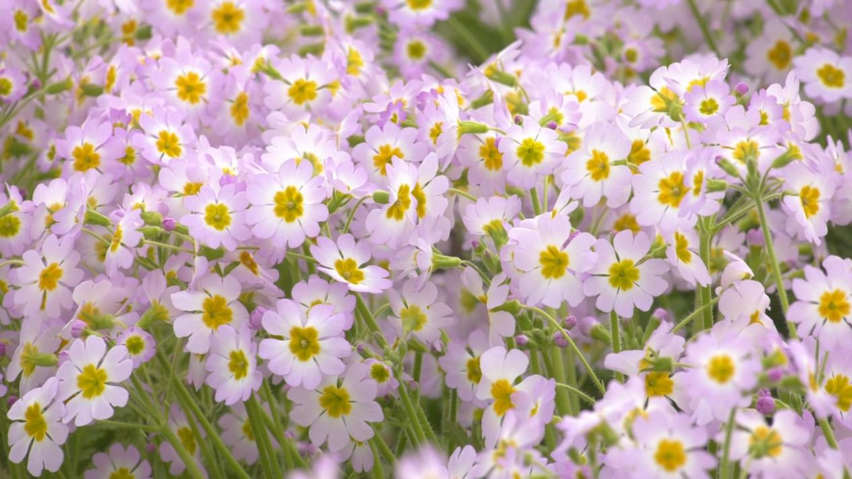 Successful Cultivation of the Endangered Qinling Primula filchnerae in Fuping County, Weinan, Shaanxi_fororder_图片1