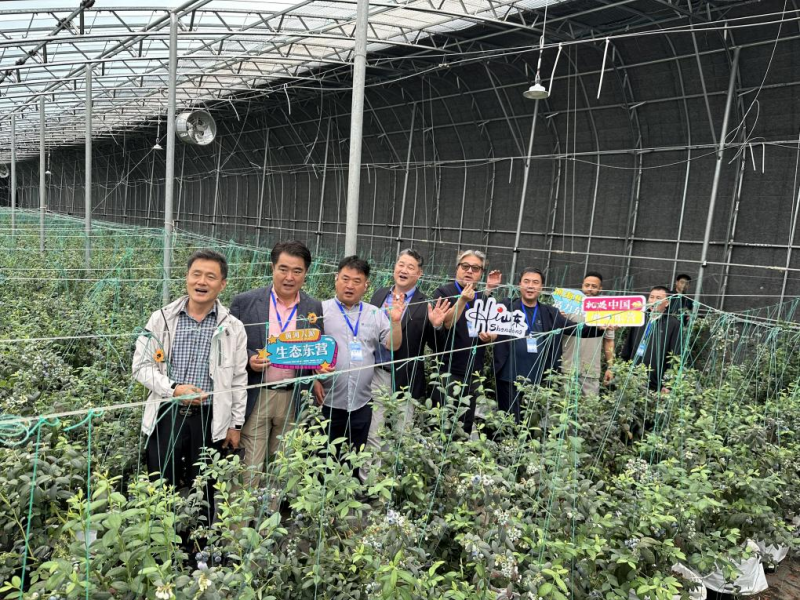 [Hi,Shandong]블루베리에서 산업사슬 전반으로 농촌진흥 이끌어_fororder_图片 3