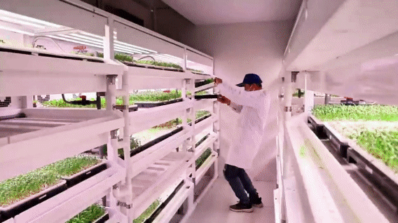 大国工程在新疆丨塔克拉玛干沙漠北缘，竟长出了一座“未来农场”！