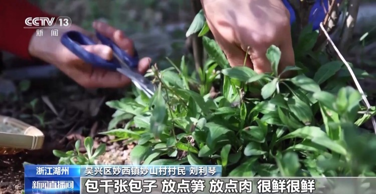 又到春菜上市季 跟着镜头去各地品尝“春味”