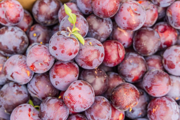 State Grid Zhangye Power Supply Company: Electricity Empowers Plum Industry_fororder_图片3