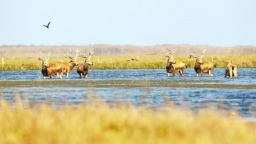 麋鹿“做客”南洞庭