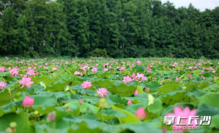 映日荷花别样红，长沙这些地方开启夏日赏荷季_fororder_5
