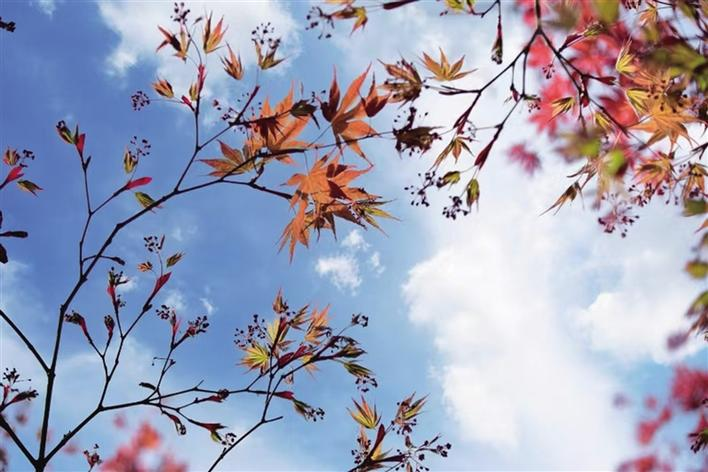 夏游张家界黄龙洞， 邂逅别样 “枫” 情_fororder_微信图片_1