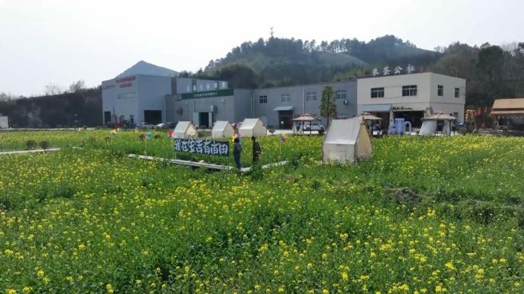 新华视点｜春日盛景赋能“花经济” 文旅融合焕发新活力