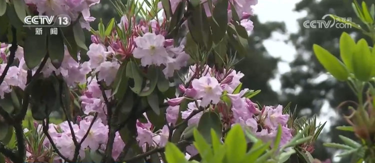 “颜值”变“产值” “赏花游”助推文旅经济“春色满园”