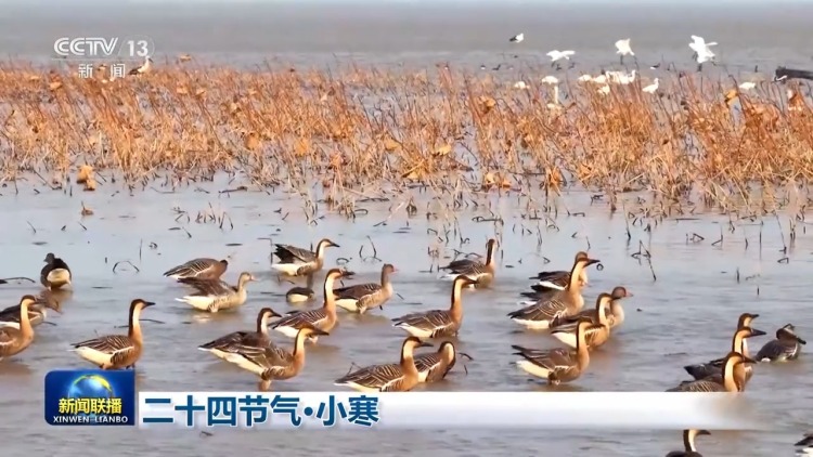 二十四节气·小寒 梅绽小寒枝头 大雁渐次北归