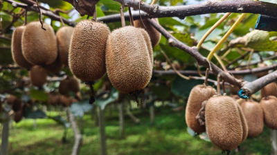 Guizhou Xiuwen: Kiwifruit Bumper Harvest Hits the Market, Full Industry Chain Boosts Regional Brand