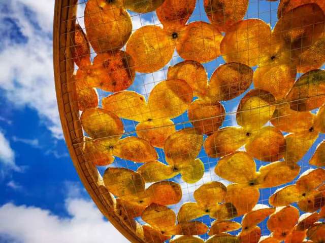 文化中国行·立冬 | 岭南立冬春意同，新梅万朵映晴空