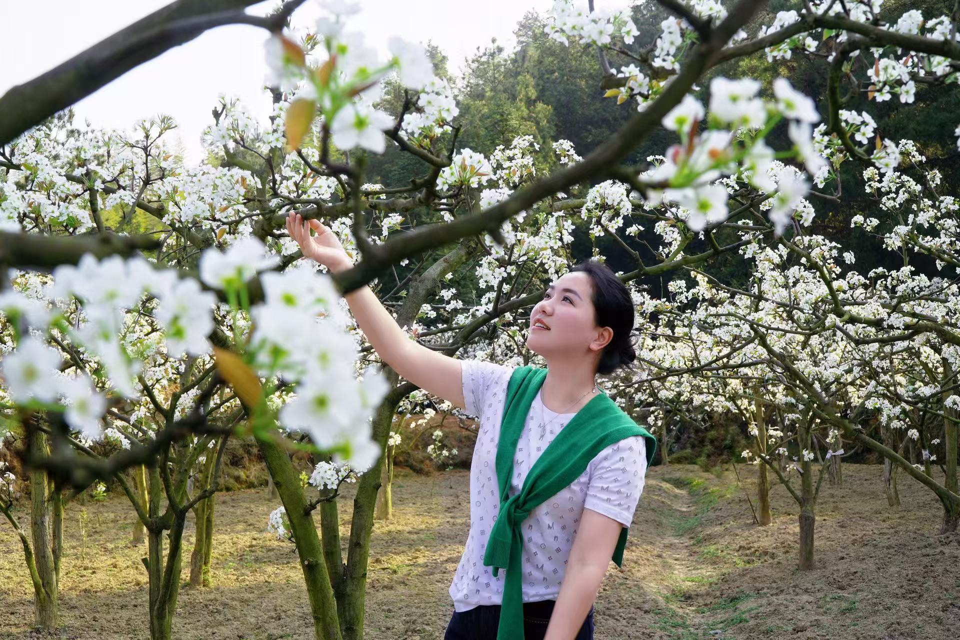 湖南城步万亩梨花绽放 展现美丽乡村新画卷_fororder_微信图片_20250401171937