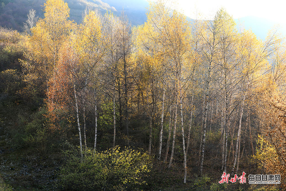 陇南武都姚寨沟空投坪彩林“迷人眼”