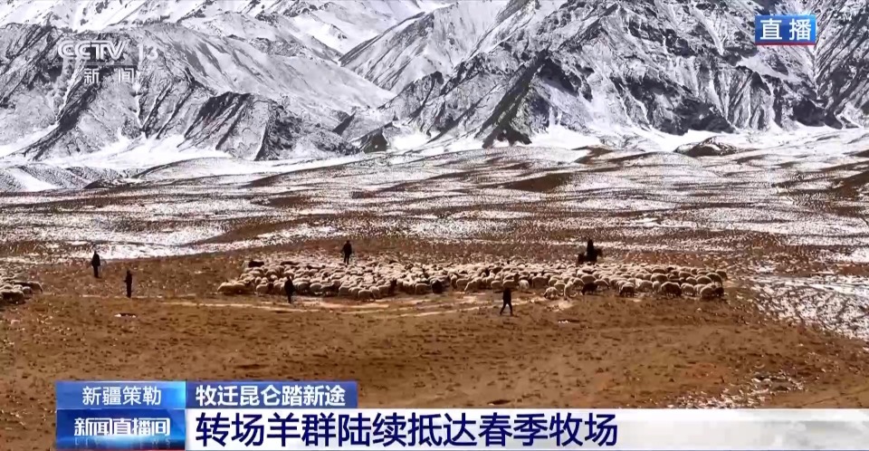 羊群陆续抵达春季牧场！下雪为什么是好事？聊聊转场那些事