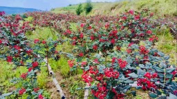 天水市清水县郭川镇： 花椒采摘正当时 奏响致富“椒”响乐
