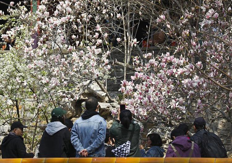 文化中国行·文博日历丨早春玉兰开 一起到全国古迹去追花（附打卡攻略）