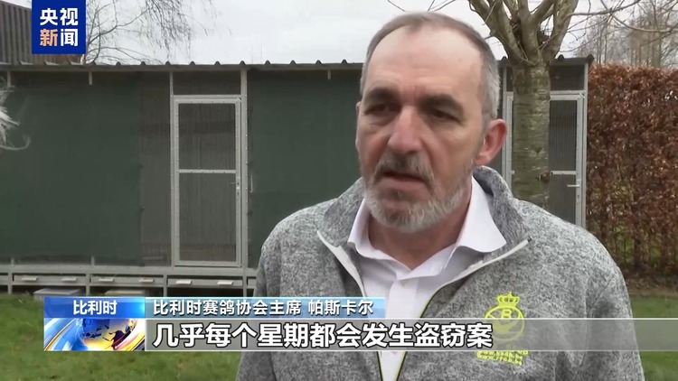 比利时盗窃赛鸽行为猖獗 鸽舍主人疲惫不堪