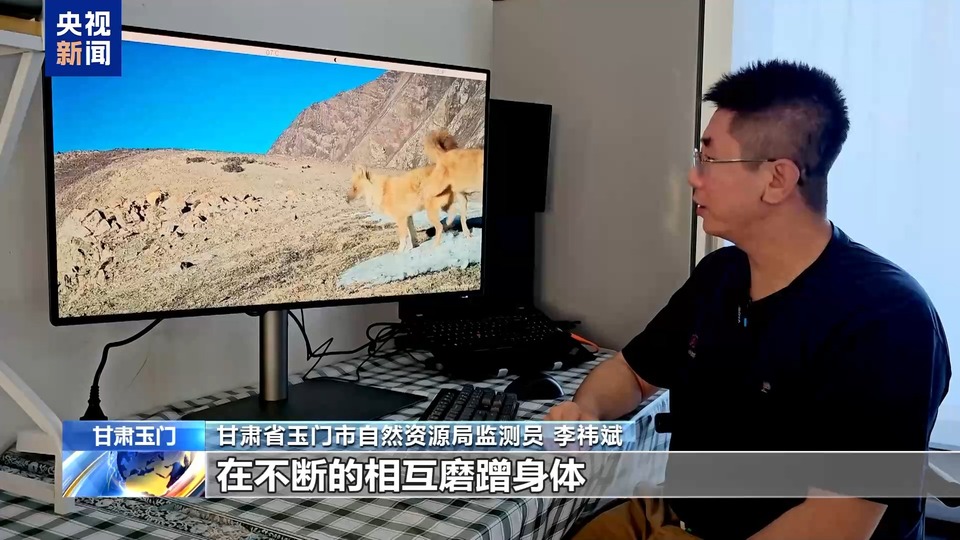求偶热舞、猛兽撒糖、雨林遛娃……地球频道的动物顶流都在这→