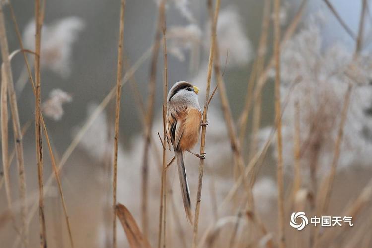 “鸟中大熊猫”震旦鸦雀现身北京奥森公园