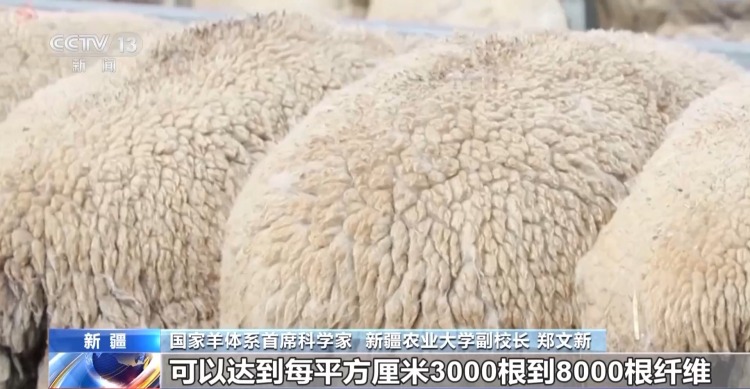 羊咩咩穿上了高科技“新衣”！来看新疆伊犁河谷牲畜春季转场