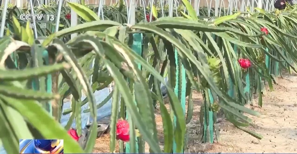 寒潮之下 淡水龙虾住进温室 香蕉穿上防寒袋