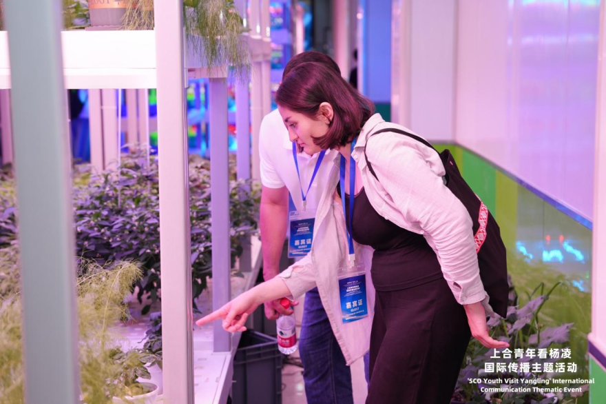 SCO Youth “Check In” at China's Agricultural Science City, Yangling, Exploring New Momentum for International Agricultural Cooperation_fororder_图片9