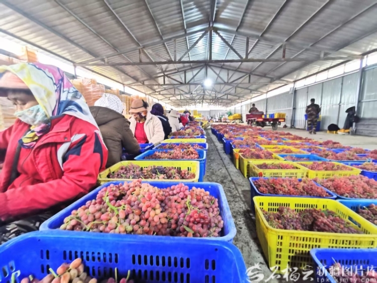 2025年新疆果品出口42亿元 同比增长44%